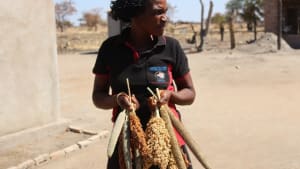 Improving livelihoods in Zimbabwe with agroecology