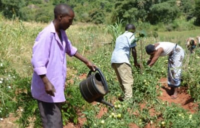 The Nthangu East self-help groups vegetable plot, southeast Kenya