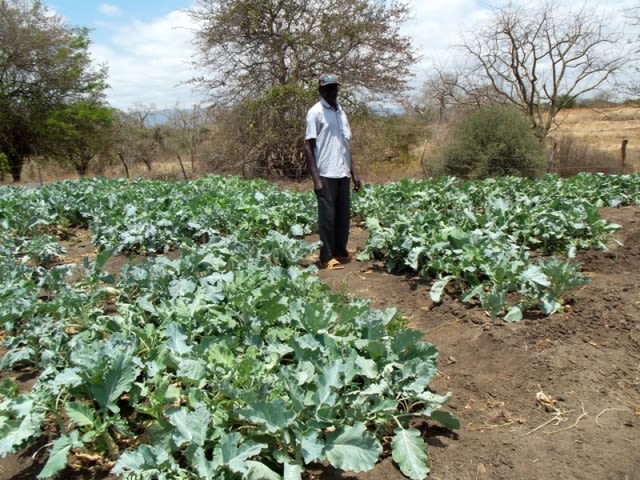 Wikwatyo wa Kiambani group with their vegetable plots