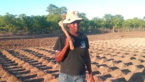 Bumper harvest despite a severe drought in arid Zimbabwe